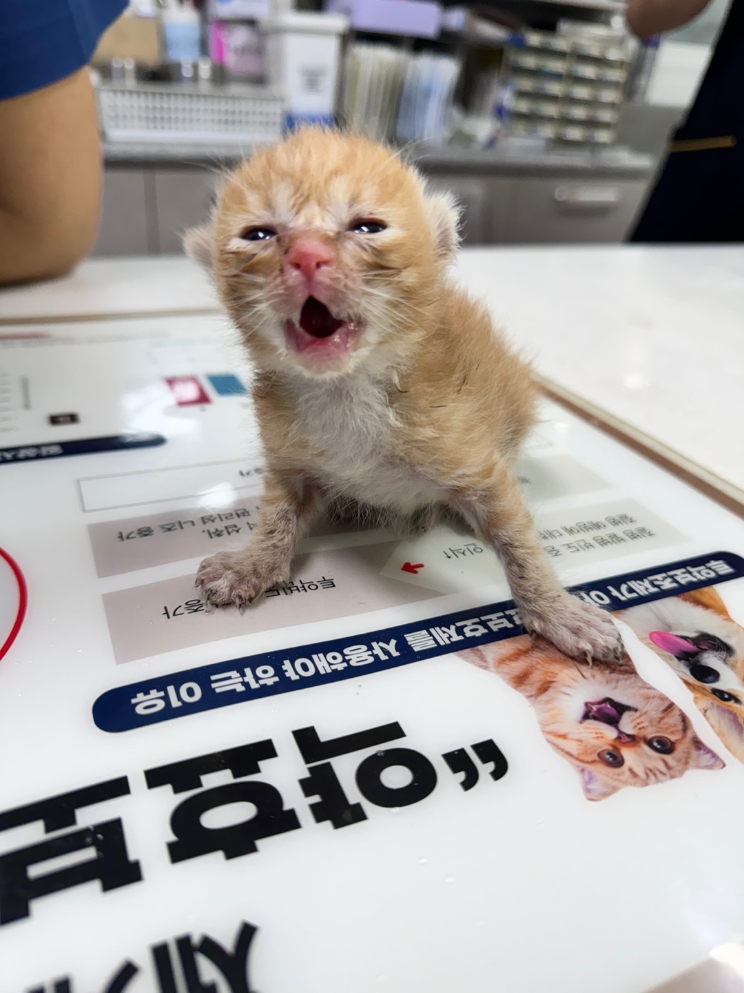 한국 고양이 이미지 파일 입니다.